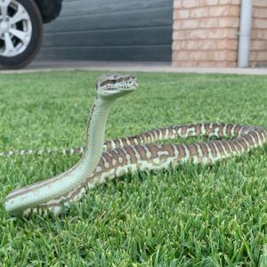 Meet your Posher, Tom